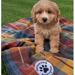 Barkingtosh Tartan Wool Pet Blanket -  Antique Buchannon - Small 