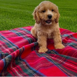 Barkingtosh Tartan Wool Pet Blanket - Royal Stewart - Small 